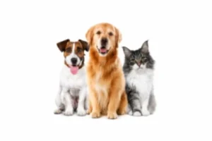 Pet Shop